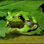 Der  ...Europäische Laubfrosch...Hyla arborea...