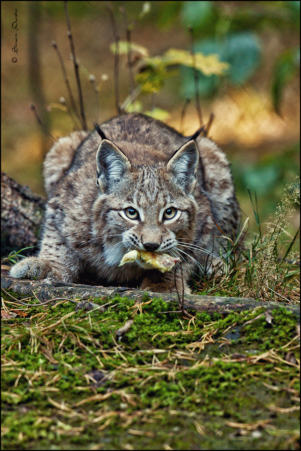 der europäische Luchs 02