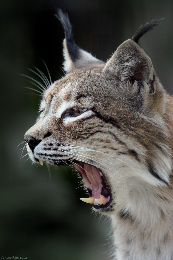 Der europäische Luchs - kurz vor'm zu Bett gehen