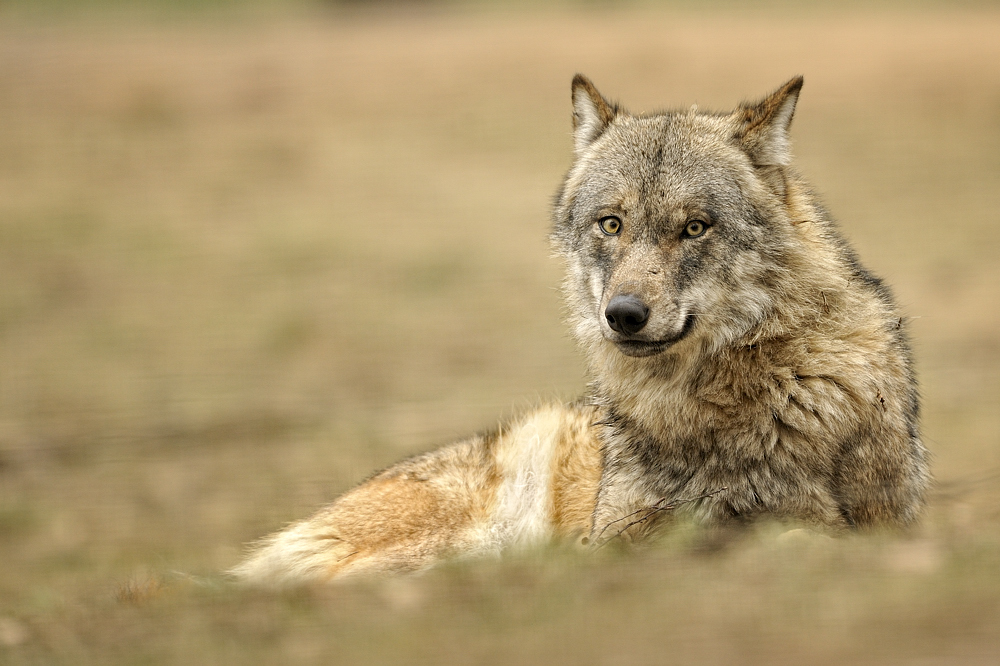 Der Europäische Wolf