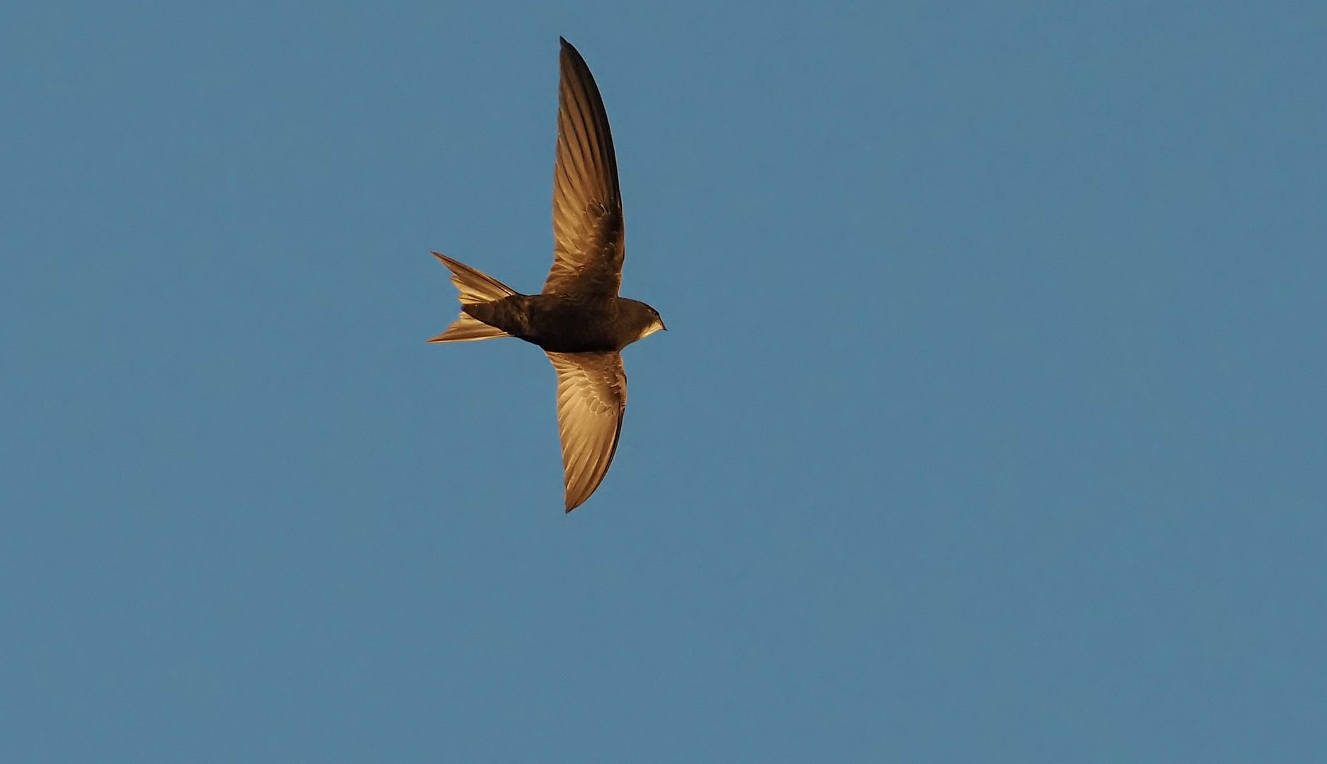 Der ewig Fliegende