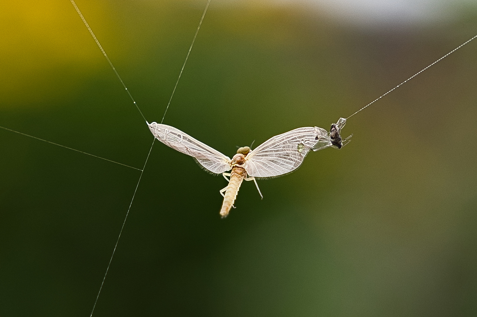 Der ewige Flug