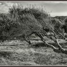 Der ewige Kampf mit dem Wind.