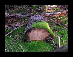 Der ewige Kreislauf der Natur !