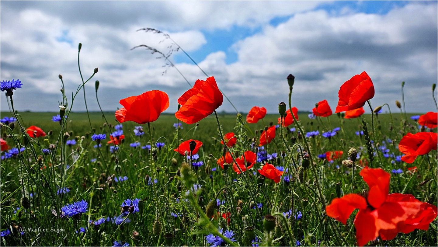 Der ewige Kreislauf der Natur - Nach der Rapsblüte kommen die Mohn und Kornblumen... 