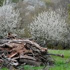 Der ewige Kreislauf des Werdens und Vergehens