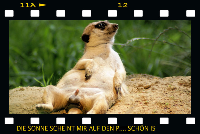 Der Exhibitionist