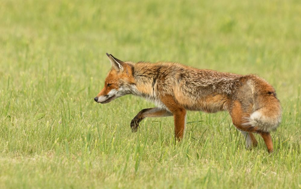 Der Fähe aus dem Sauerland...