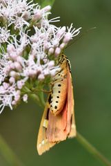 Der Fahne unters Röckchen geschaut