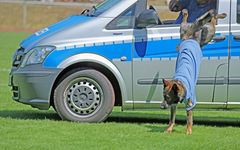 Der "Fahrer" springt aus dem Auto und stellt den "Täter".