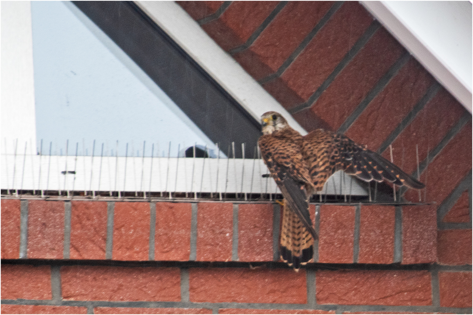 Der (Fakir-)Turmfalke suchte vor dem unwetterartigen Starkregen (Doku) . . .