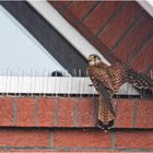 Der (Fakir-)Turmfalke suchte vor dem unwetterartigen Starkregen (Doku) . . .