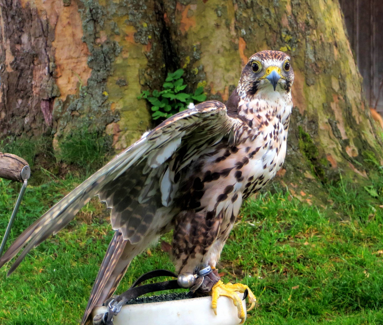 Der Falke am Mittelalterfest in Sempach ...