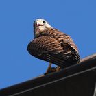 Der Falke auf dem Dach (2019_06_29_EOS 6D Mark II_4657_ji