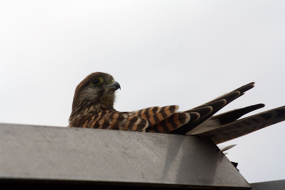 Der Falke auf dem Dach .