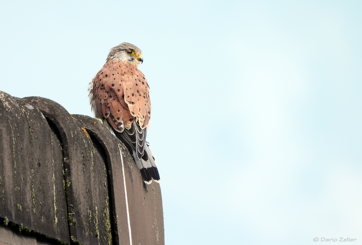 Der Falke auf dem Dach