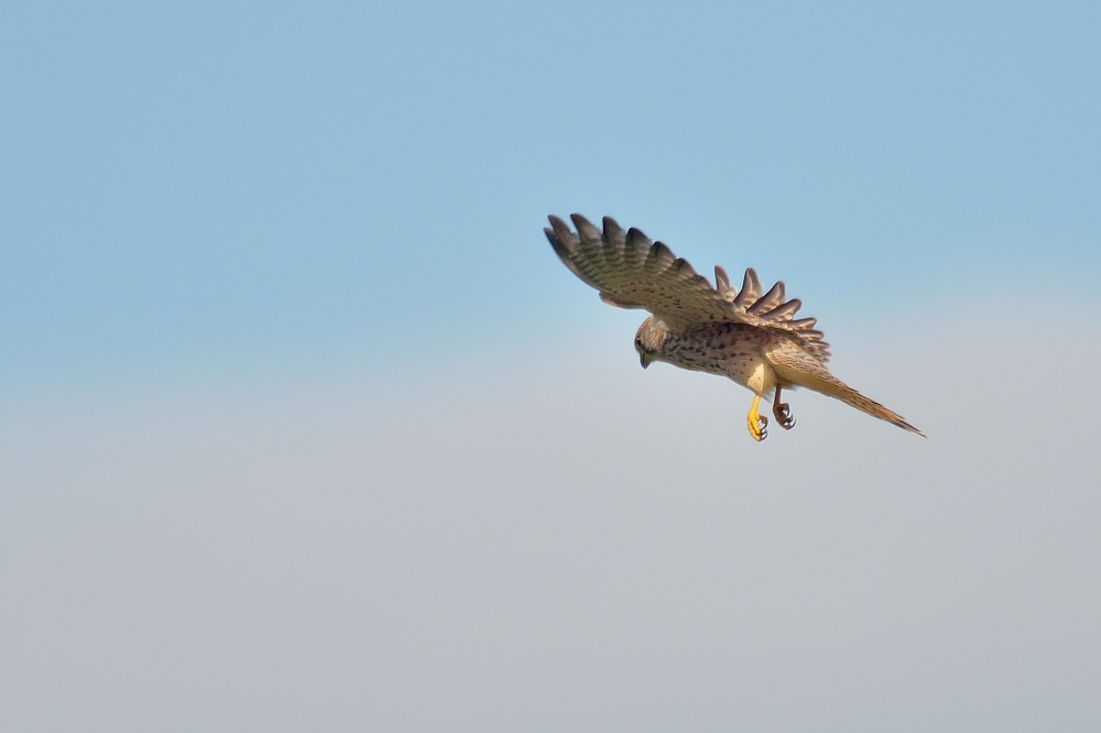 Der Falke auf Mäusejagd