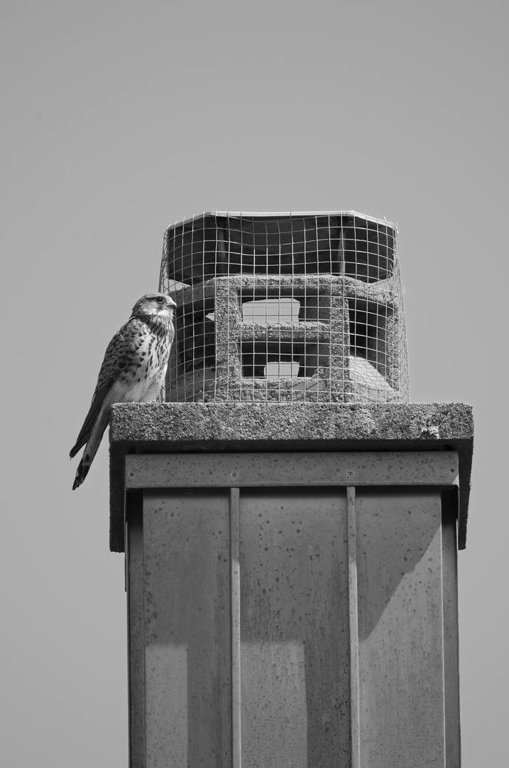 Der Falke aus der Nachbarschaft