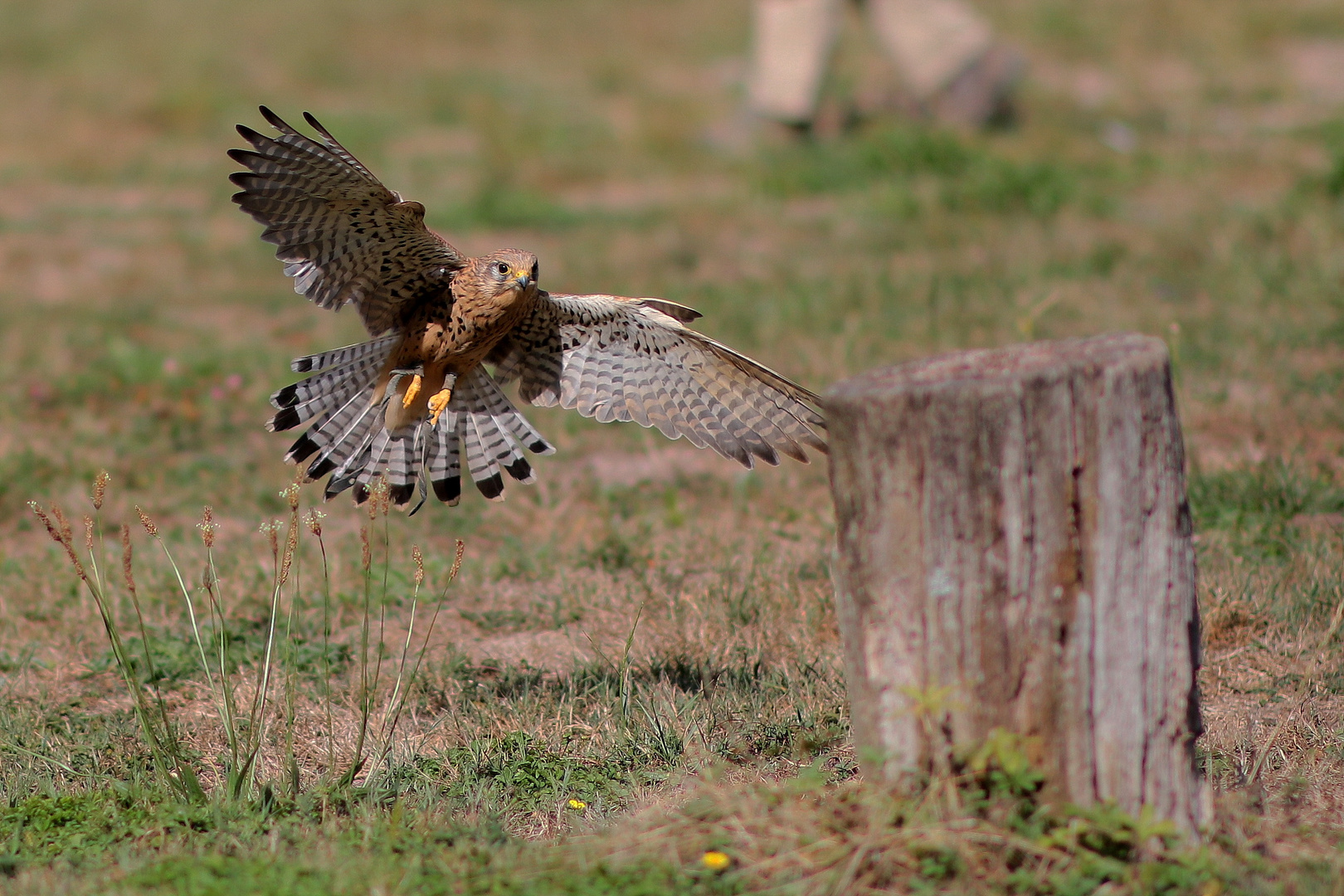  Der Falke bei der Jagd