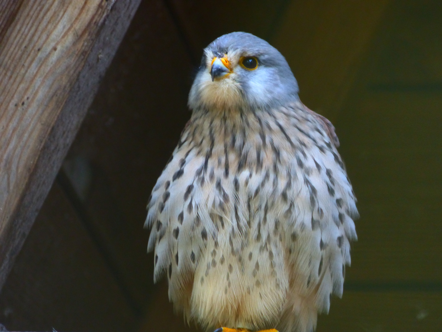 Der Falke Der Falke