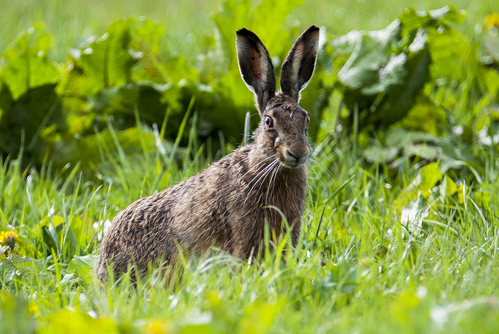 Der Falke, der zum Hasen wurde.