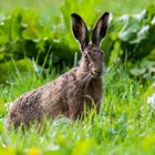 Der Falke, der zum Hasen wurde.