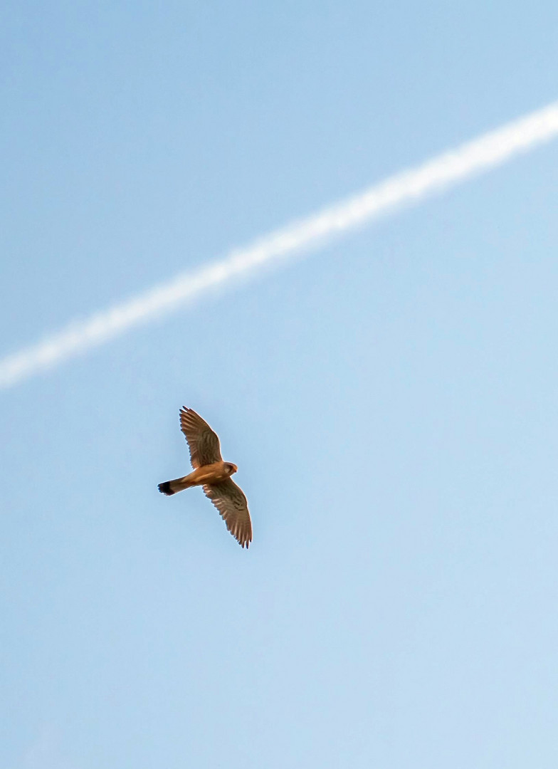 "Der Falke hat das ältere Flugrecht - oder"?