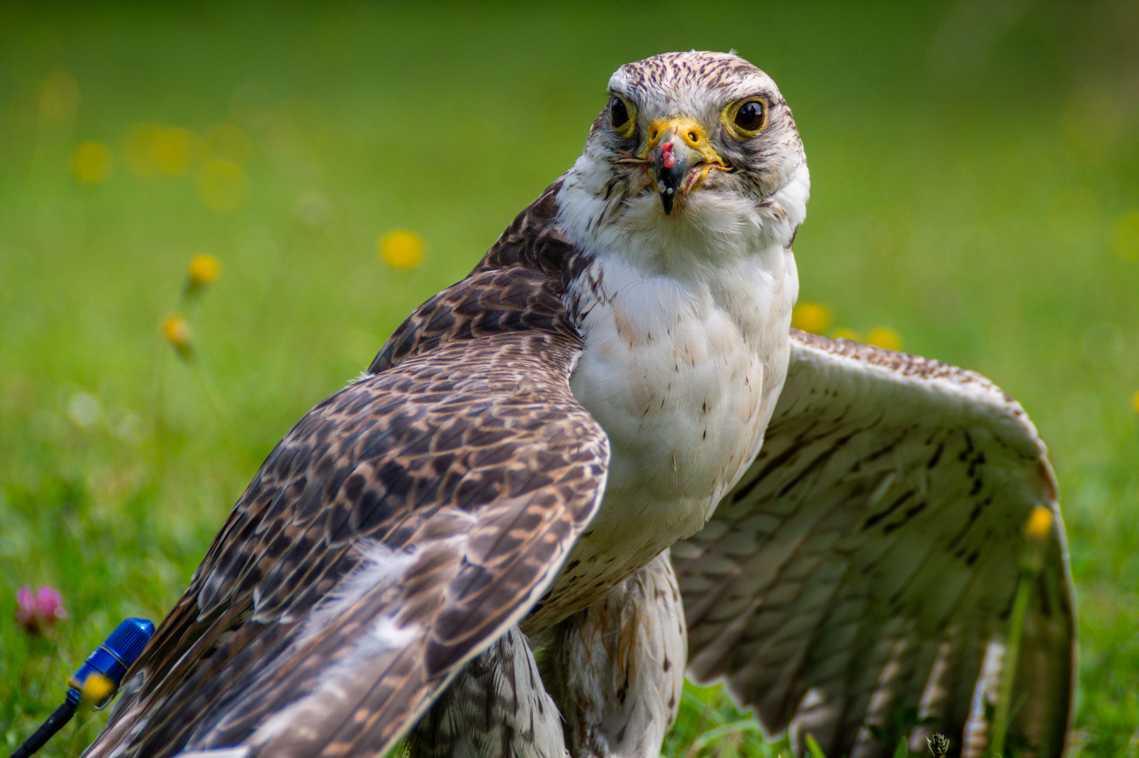 Der Falke hat die Beute fest in den Fängen Foto & Bild | tiere, zoo ...