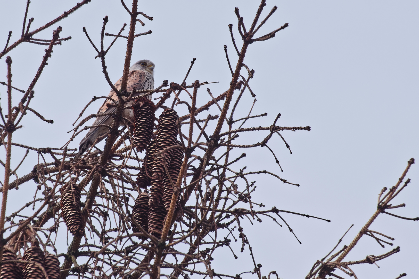 Der Falke hat was verzapft