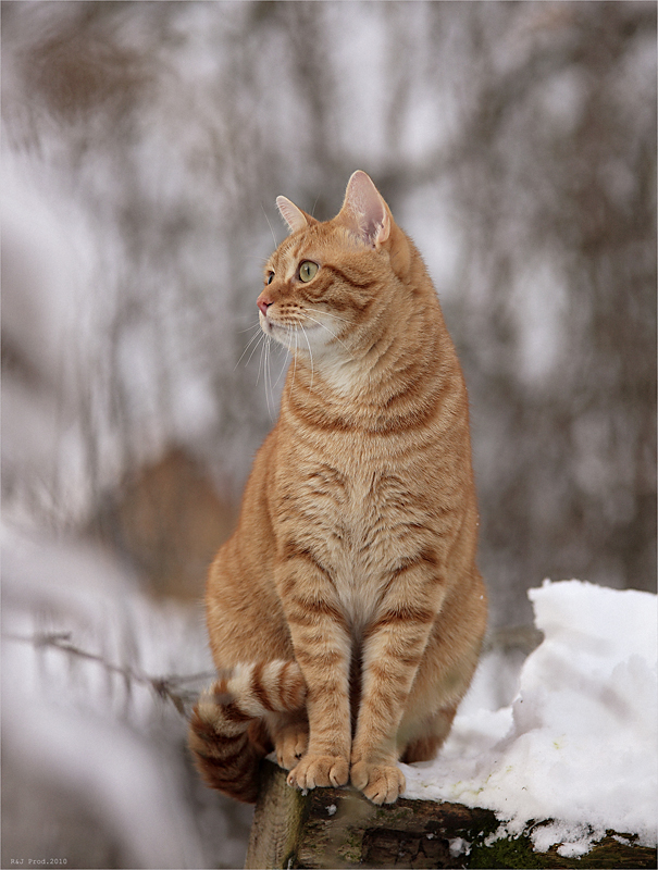 Der Falke im Katzenkostüm