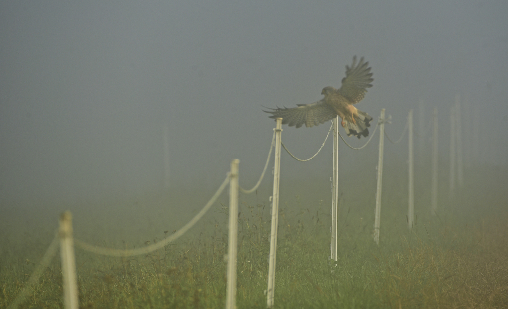 Der Falke im Nebel