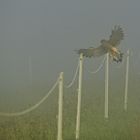 Der Falke im Nebel