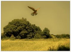 Der Falke im Wiesengrund