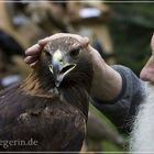 Der Falkner und sein Adler