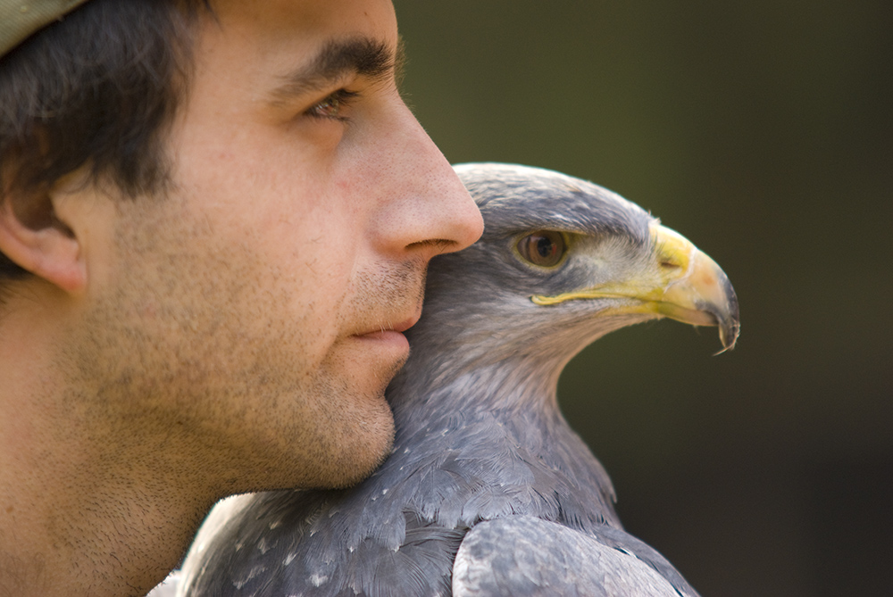 Der Falkner und sein fliegendes Auge