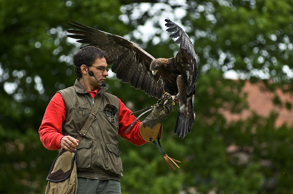 Der Falkner von der Sababurg