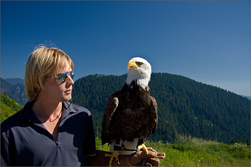 Der Falkner von Grouse Mountain II