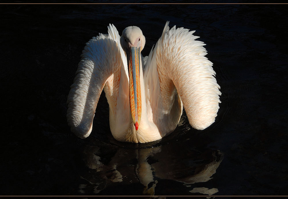 Der falsche Schwan II