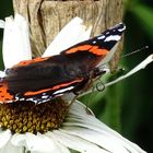 der Falter "Admiral" (Vanessa atalanta)...