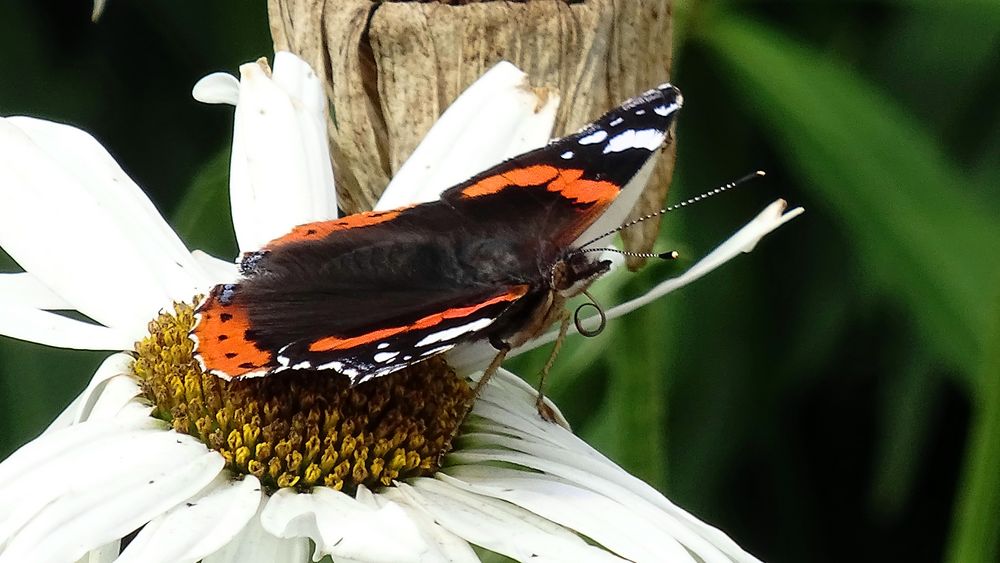 der Falter "Admiral" (Vanessa atalanta)...