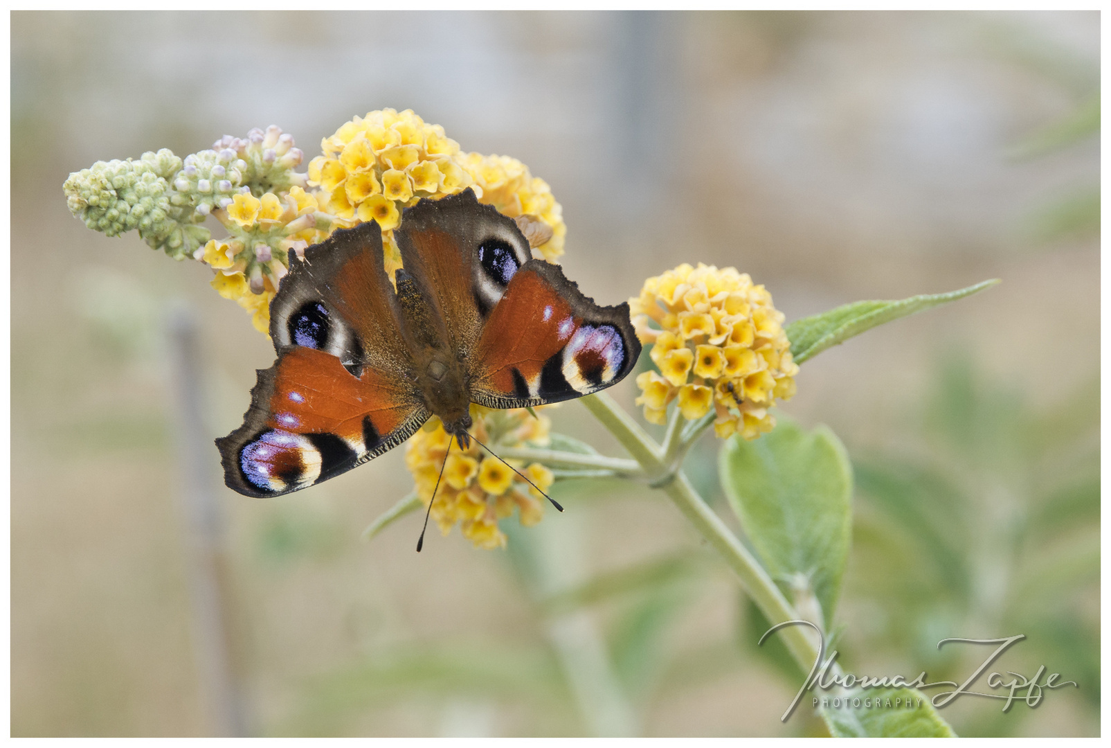 Der Falter im Garten