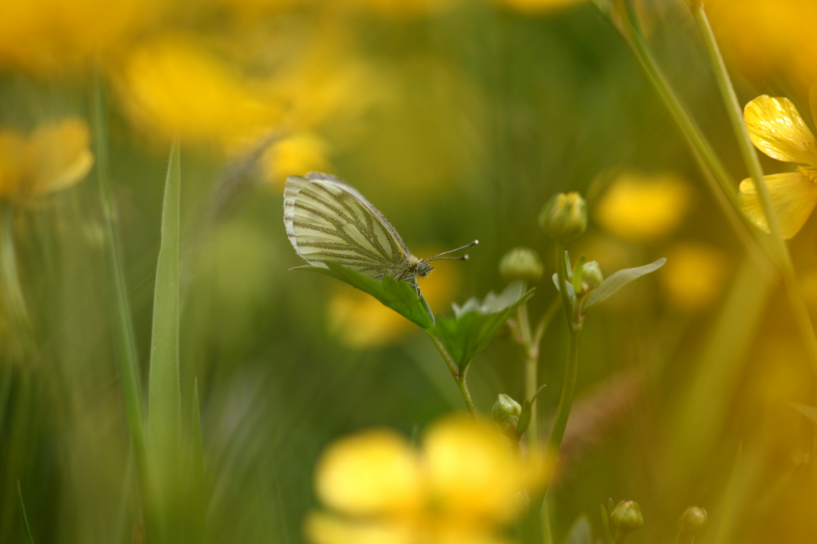 Der Falter in der Blumenwiese ;D