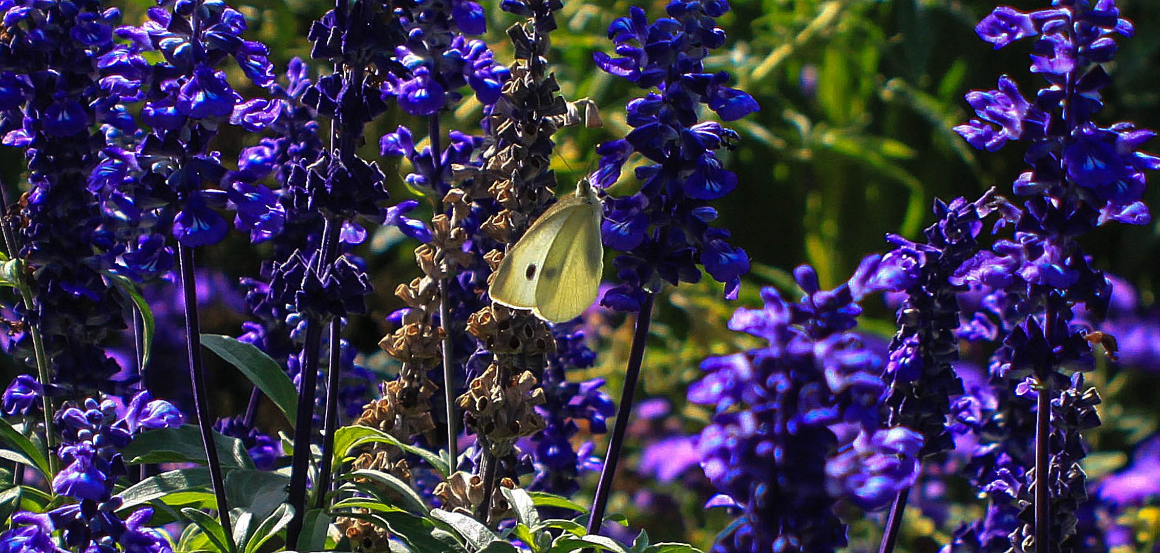 Der Falter und die Blüten...