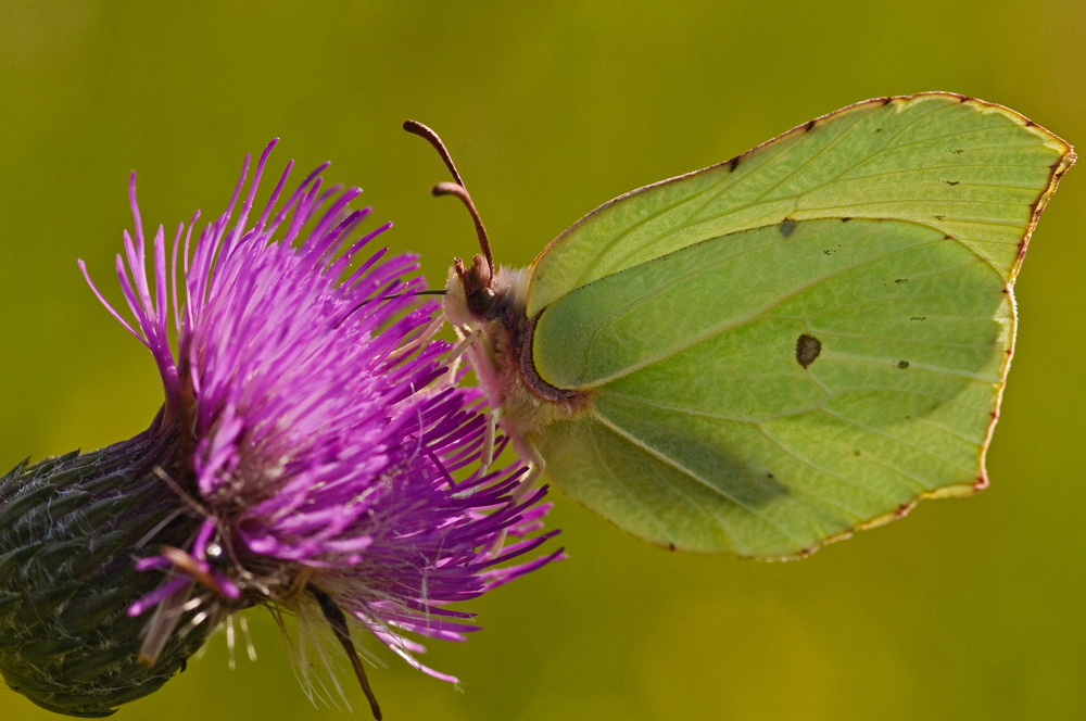 Der Falter und die Distel