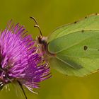 Der Falter und die Distel