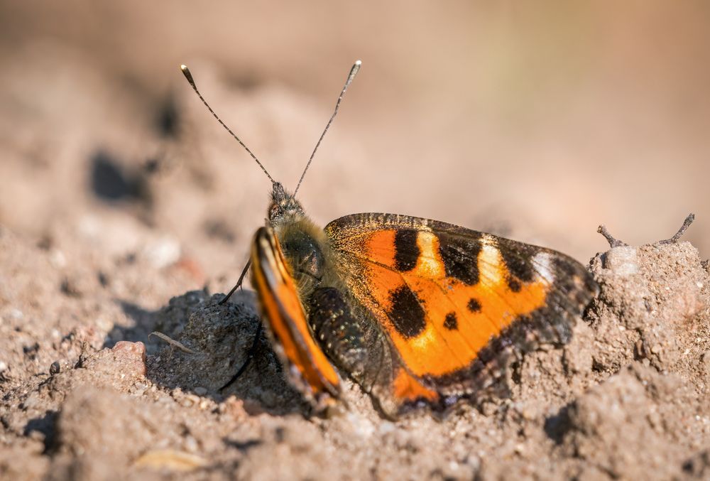 "Der Falter und die Schnecken-Attrappe"