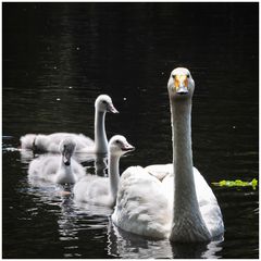 Der Familienausflug