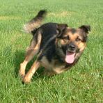 Der Familienhund