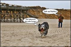 der Familienhund