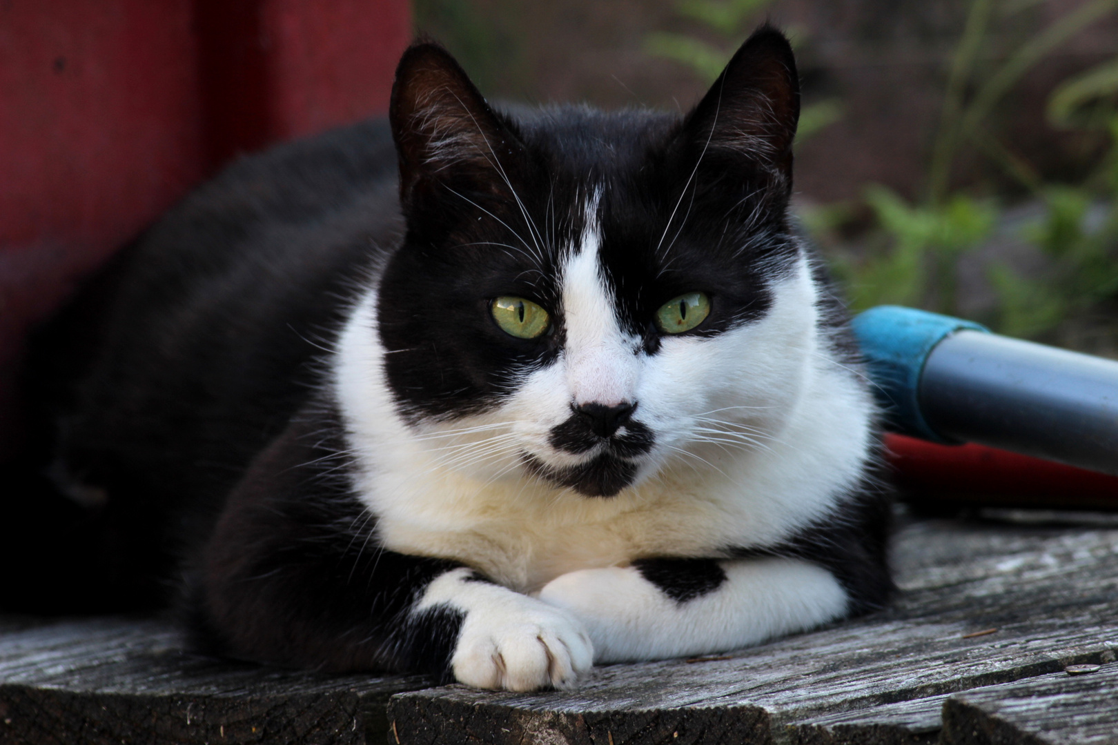 Der Familienkater Sammy